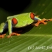 frog_tree_redeyed_tar_h_0616_cos0946.jpg